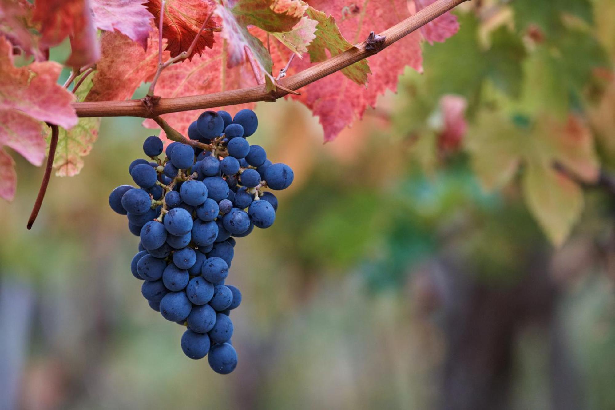 La Casa Del Vino - B&B Tollo Kültér fotó